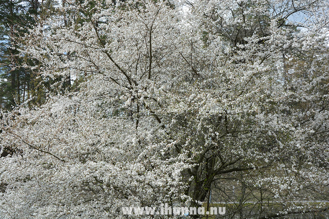 Swedish spring is beautiful. Photo by Hanna Andersson, 2021 www.ihanna.nu #sweden