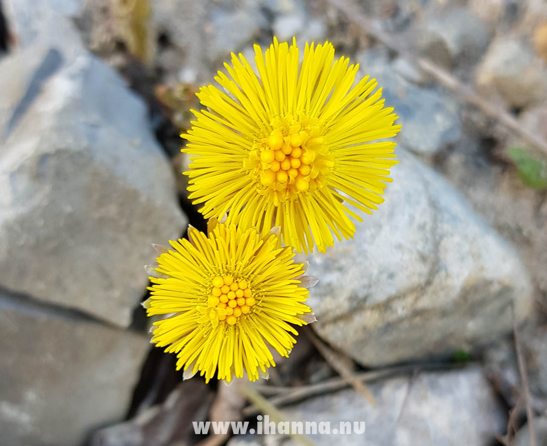 Tussilago / coltsfoot / hästhov - Swedish spring is beautiful. Photo by Hanna Andersson, 2021 www.ihanna.nu #sweden