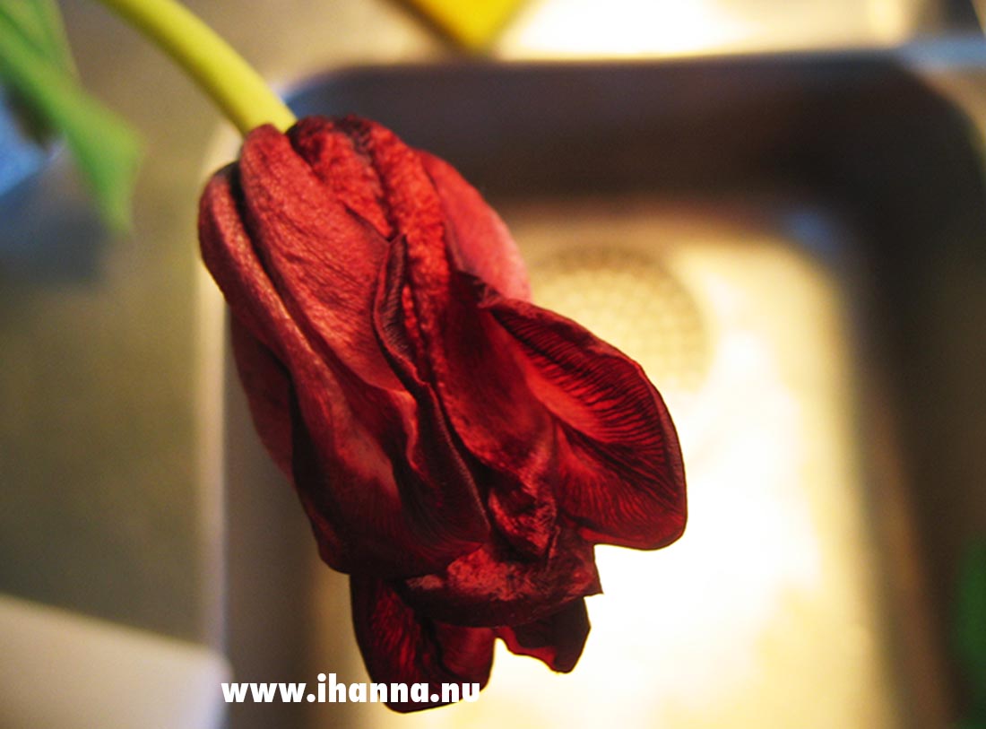 A red tulip photo start 2005, all rights reserved photo copyright Hanna Andersson