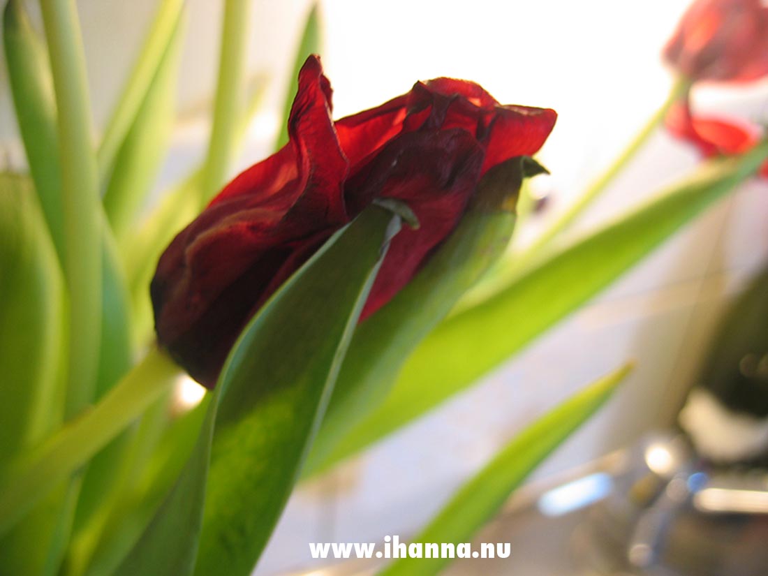 A red tulip photo start 2005, all rights reserved photo copyright Hanna Andersson