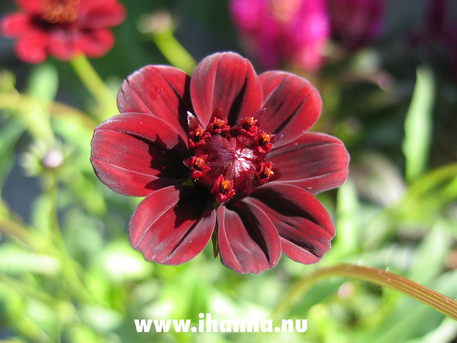 Dark red garden flower (Photo Copyright Hanna Andersson)