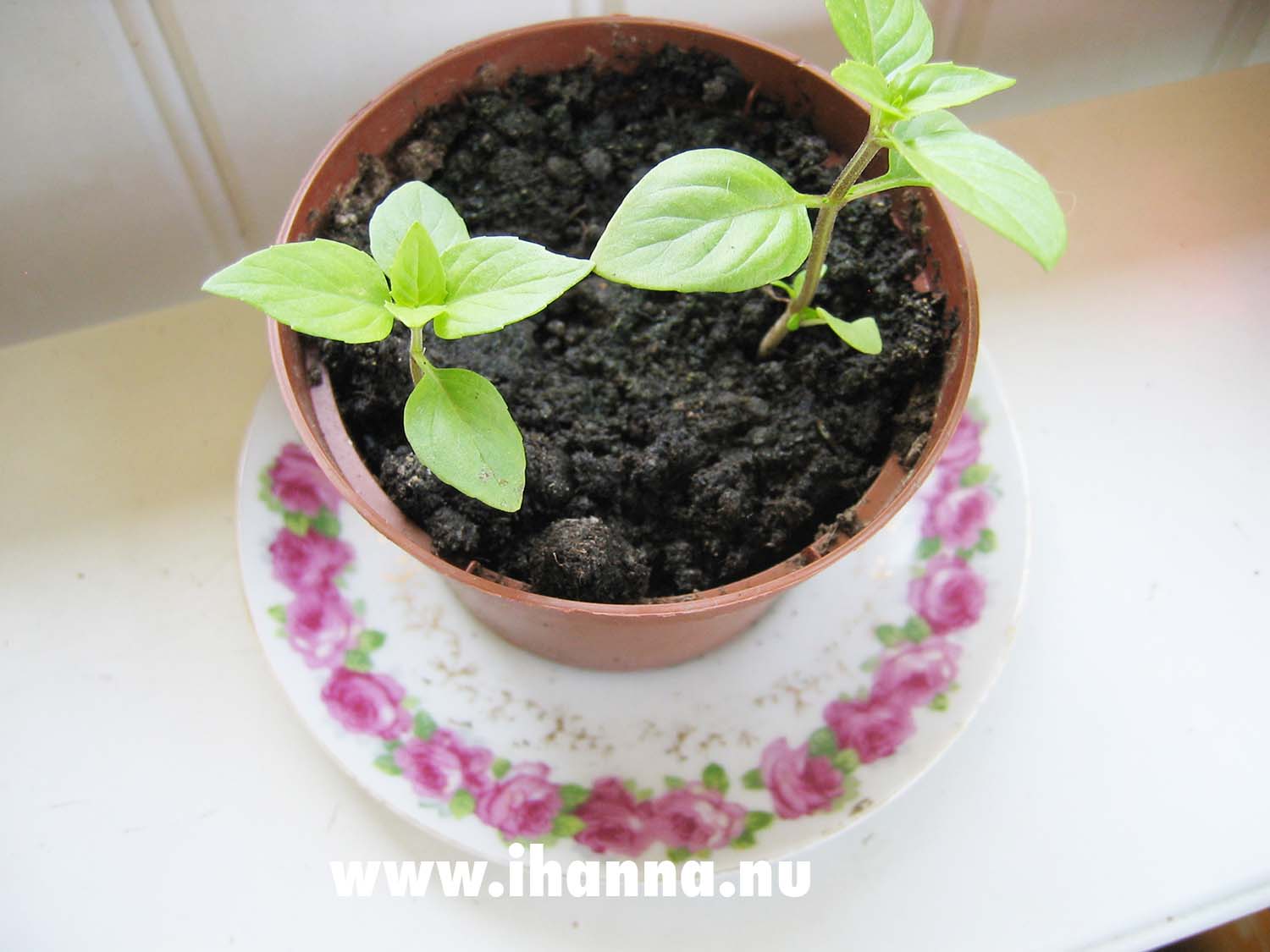 Cute green sprouts (Photo Copyright Hanna Andersson)