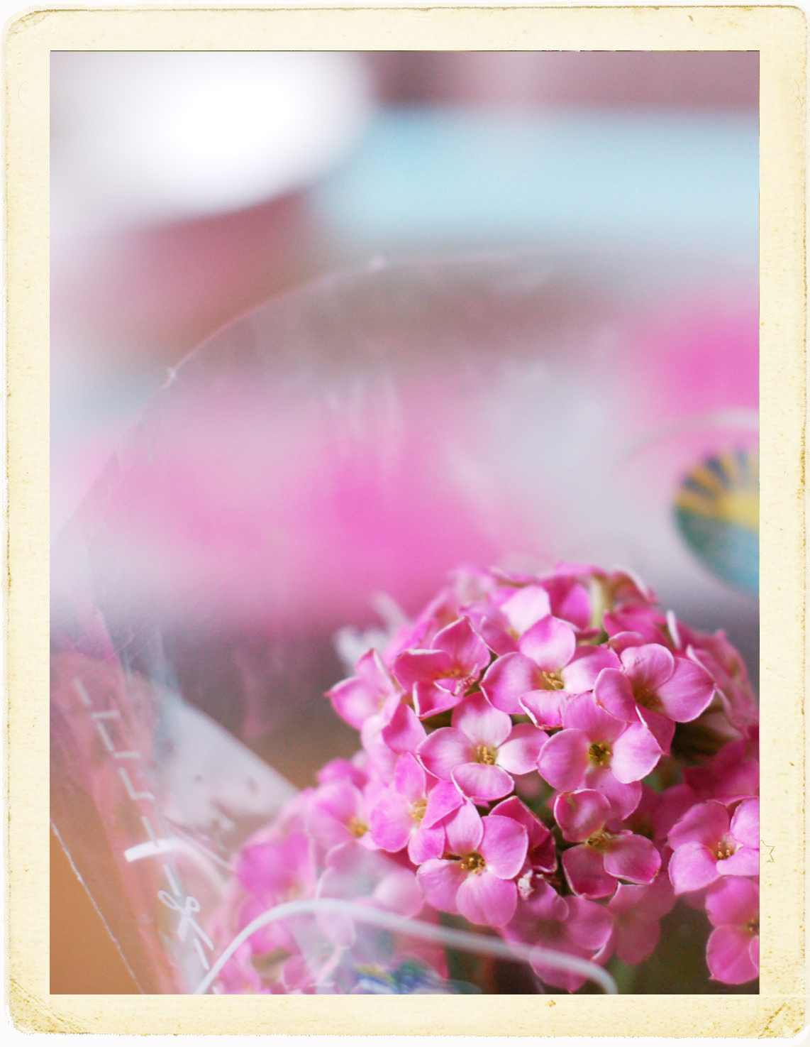 Pink flowers from a friend (Photo copyright Hanna Andersson)