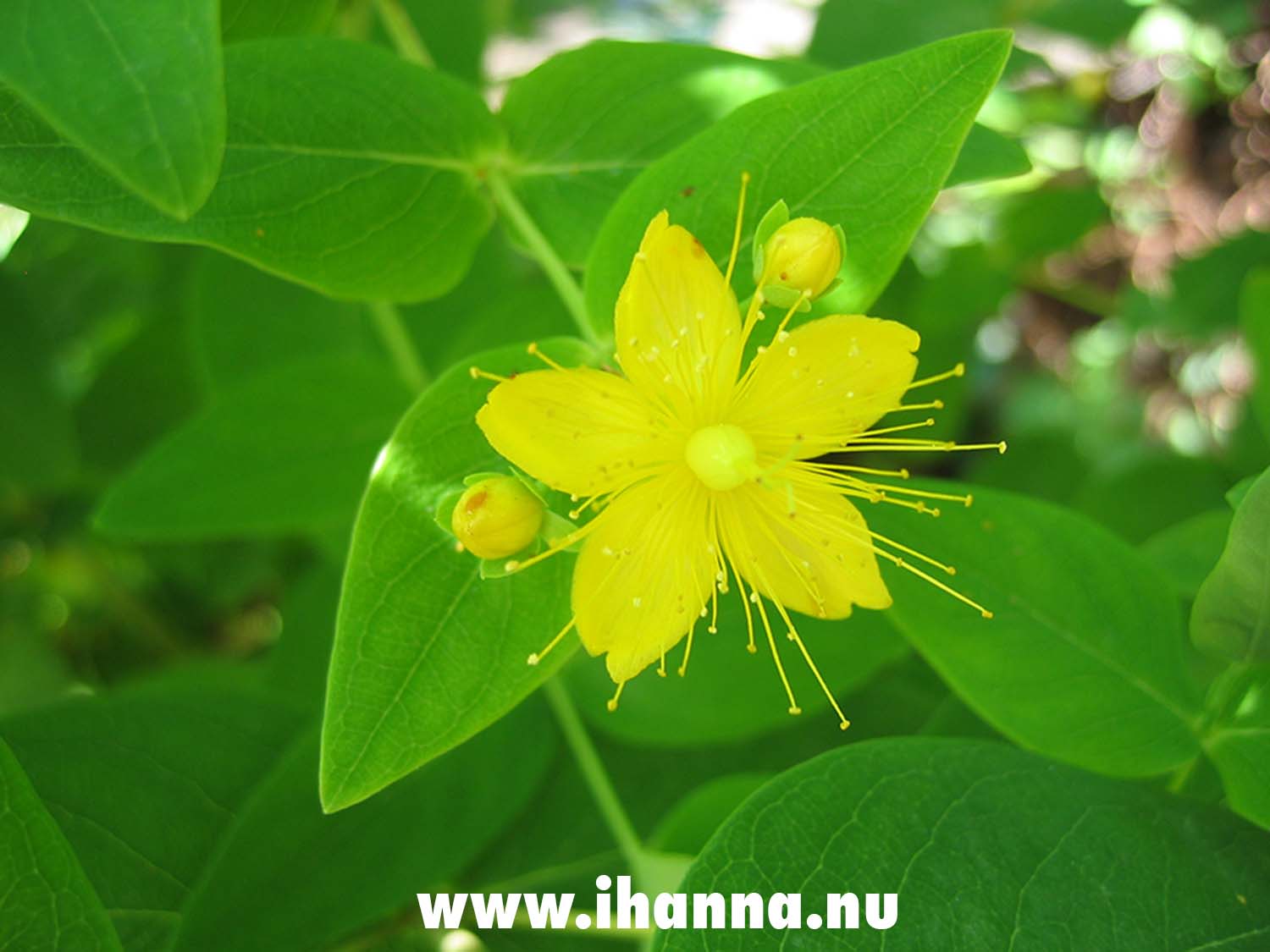 A yellow flower on the bush (Photo Copyright Hanna Andersson)