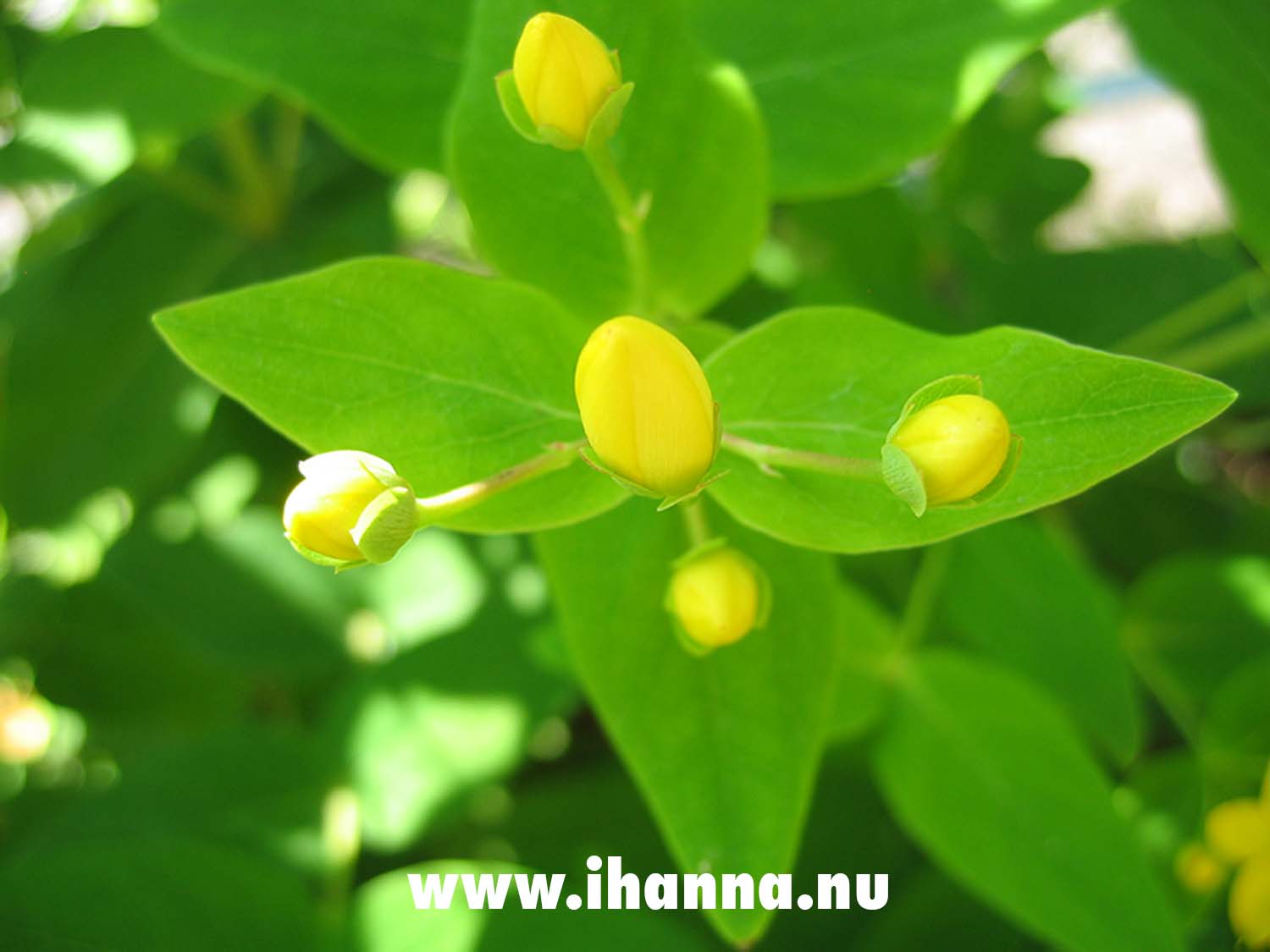 Yellow buds (Photo Copyright Hanna Andersson)