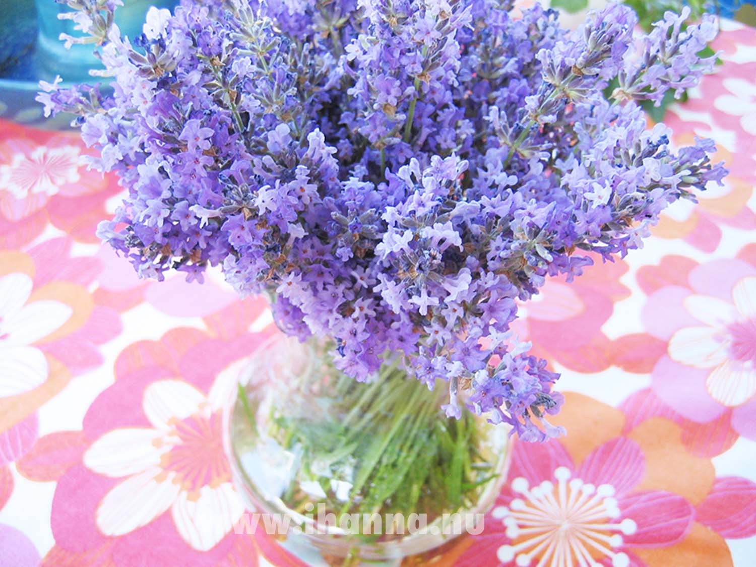 Lavender bouquet (Photo Copyright Hanna Andersson)