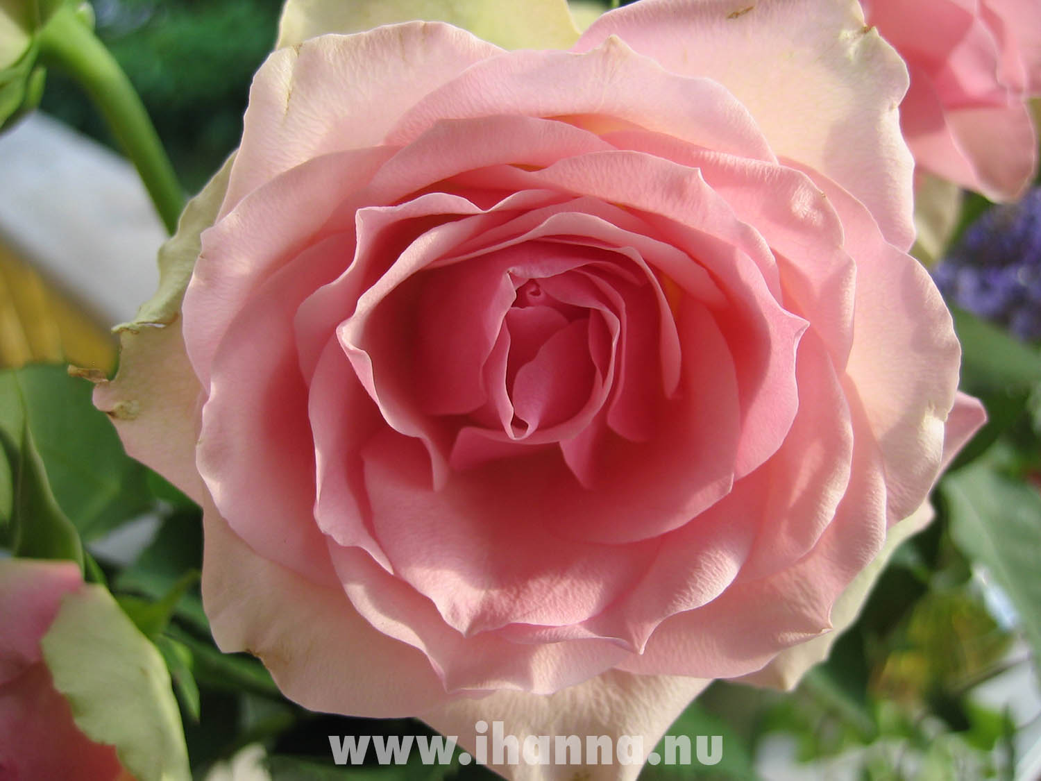 Pink rose next to the sewing table (Photo copyright Hanna Andersson)