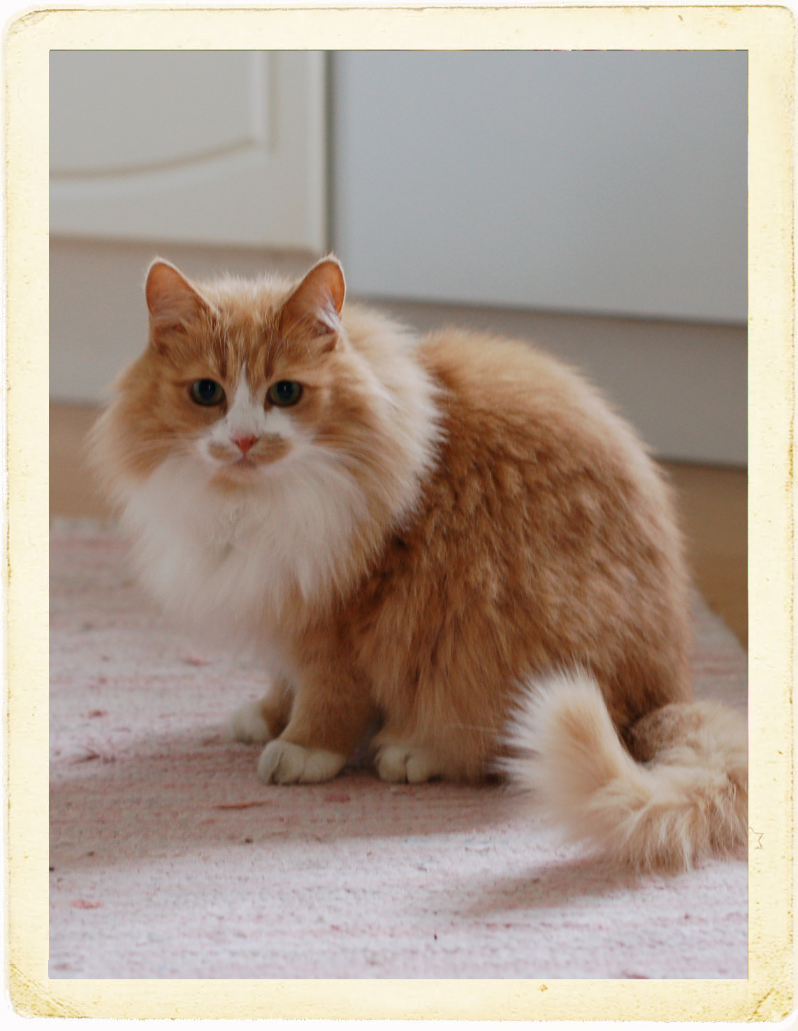 Smilla the cutest cat in the WORLD (Photo copyright Hanna Andersson)