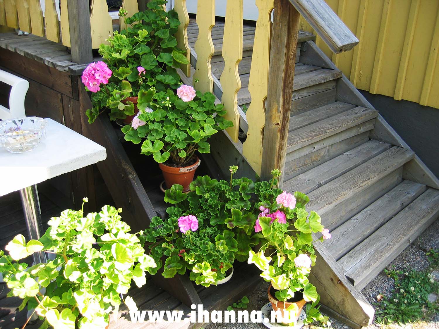 Geranium next to the stairs (Photo Copyright Hanna Andersson)