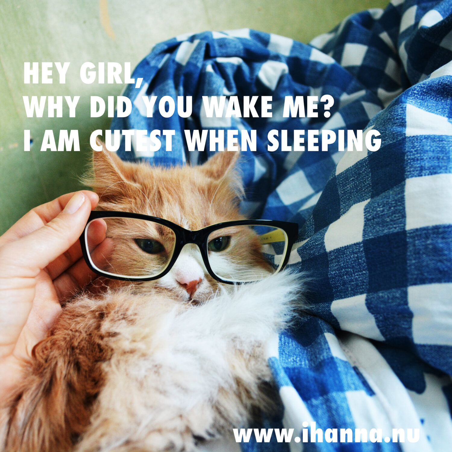 Smilla the cat lets you know Hey Girl , why did you wake me, I am cutest when sleeping (Photo copyright Hanna Andersson