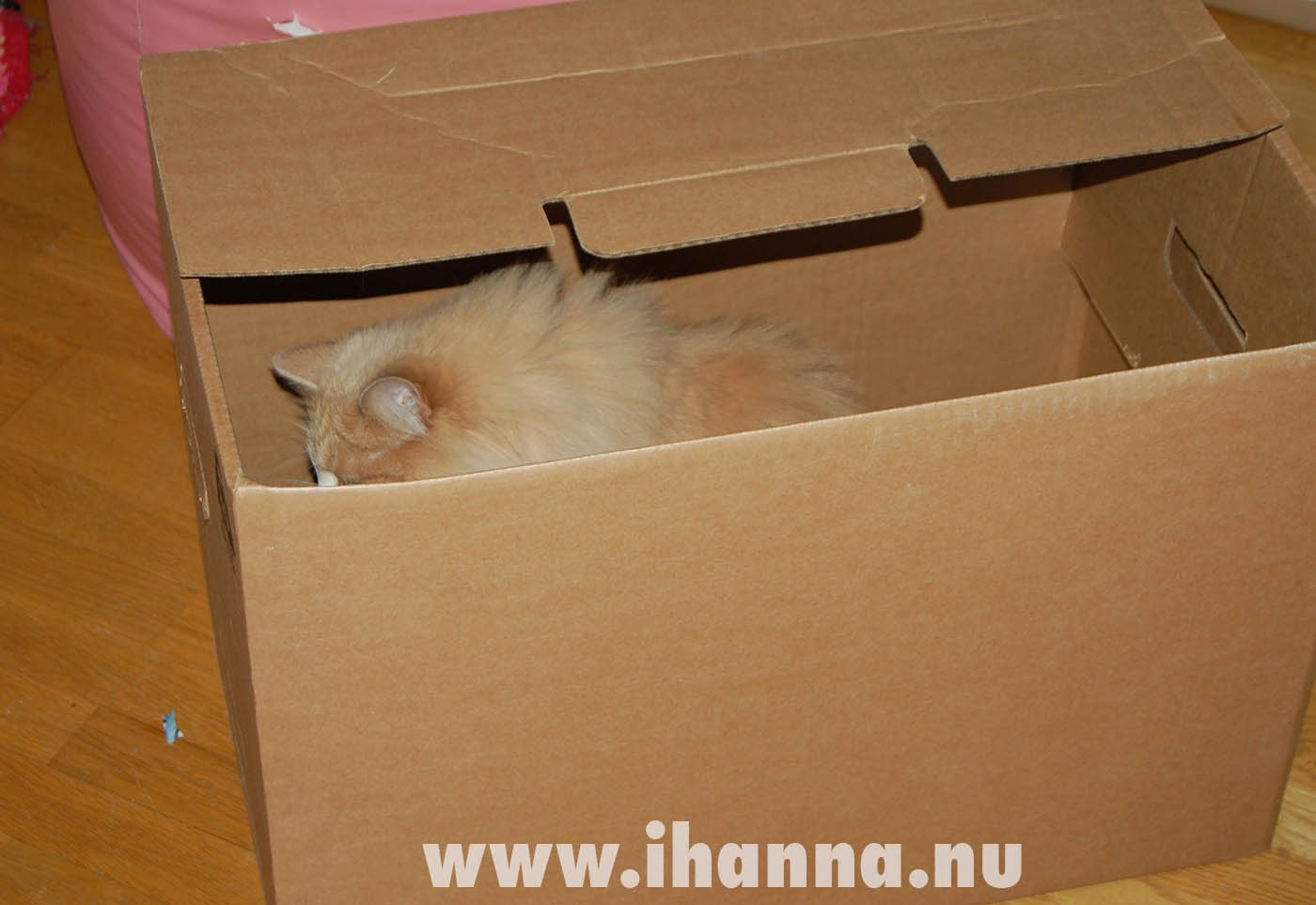 Smilla in a moving box as we move out of this place alone but together