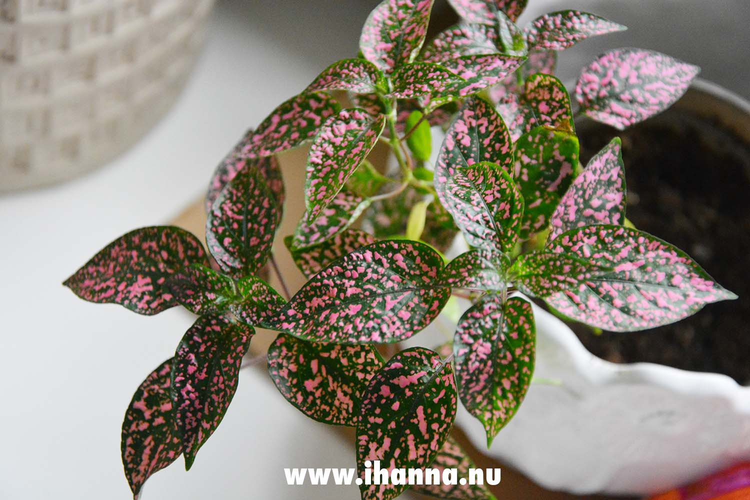Hypoestes Phyllostachya or Polka dot plant that is thriving (Photo copyright Hanna Andersson)
