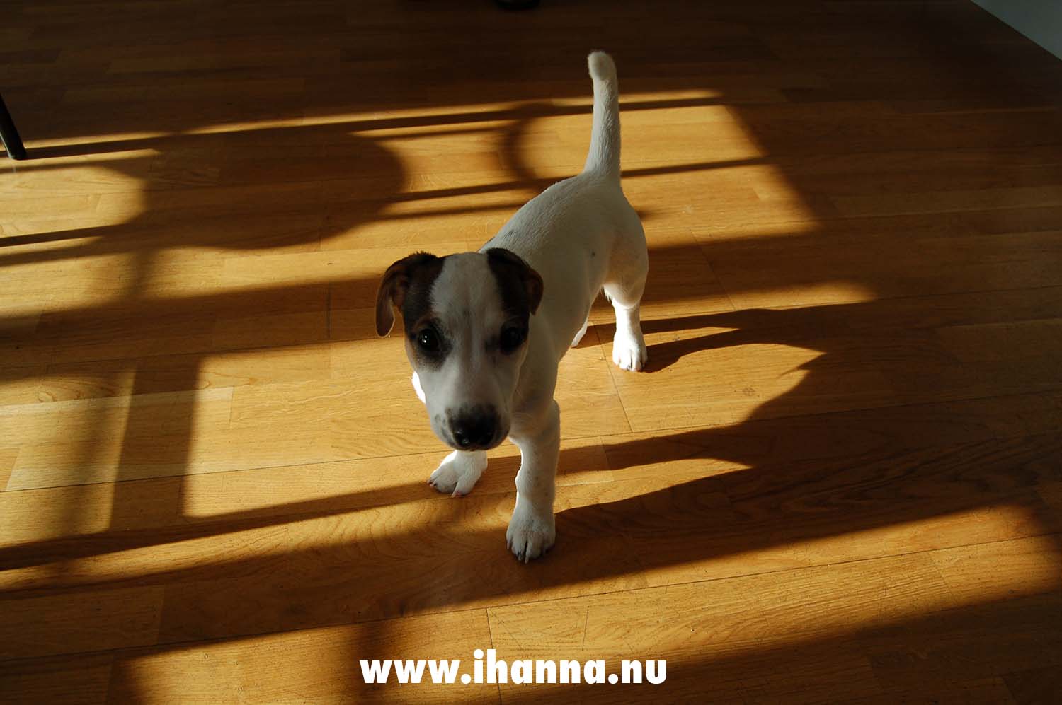 Puppy at work shadows (Photo copyright Hanna Andersson)