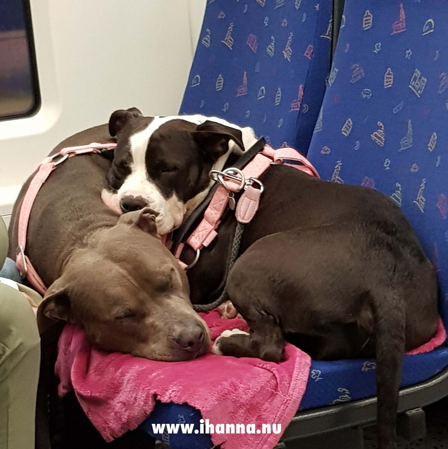 Two big dogs sleeping in the train seat of local train in Sweden (Photo copyright Hanna Andersson)