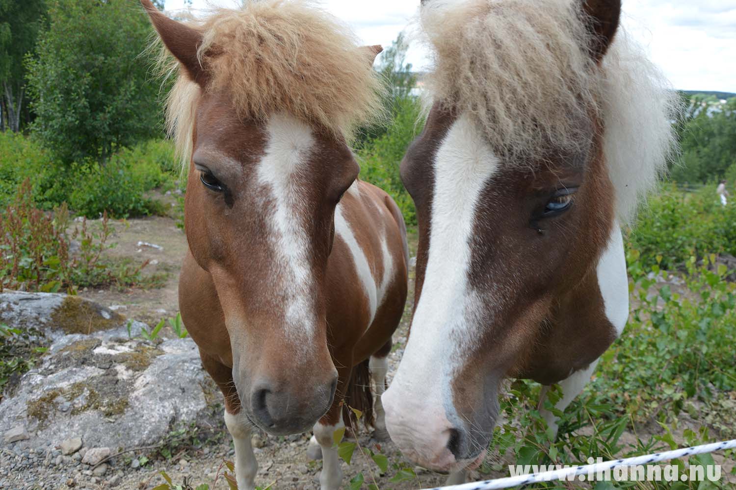 Pair of ponies (Copyright Hanna Andersson)