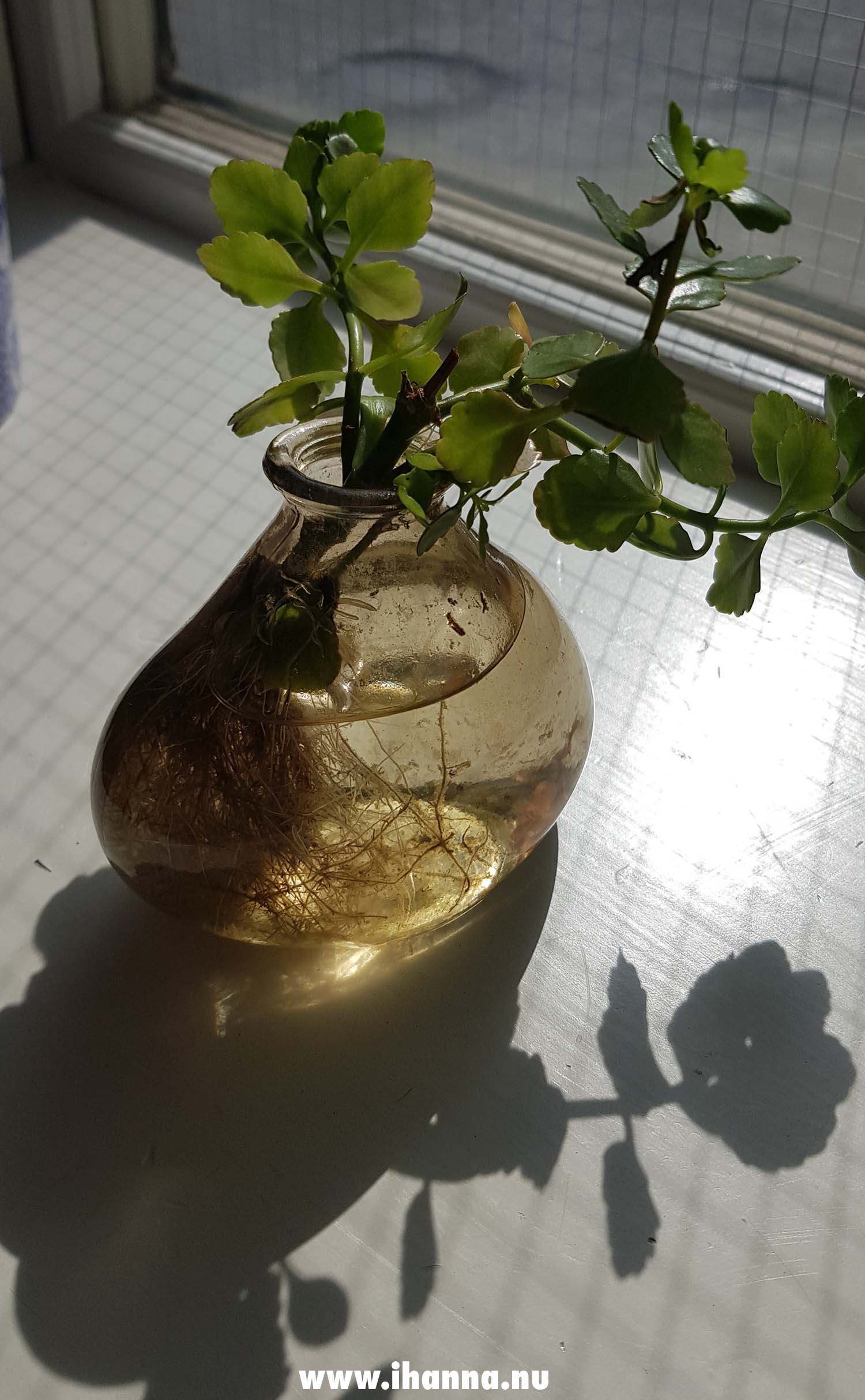 Plant rooting in a vase in the window where it is reached by the sun (Photo copyright Hanna Andersson)