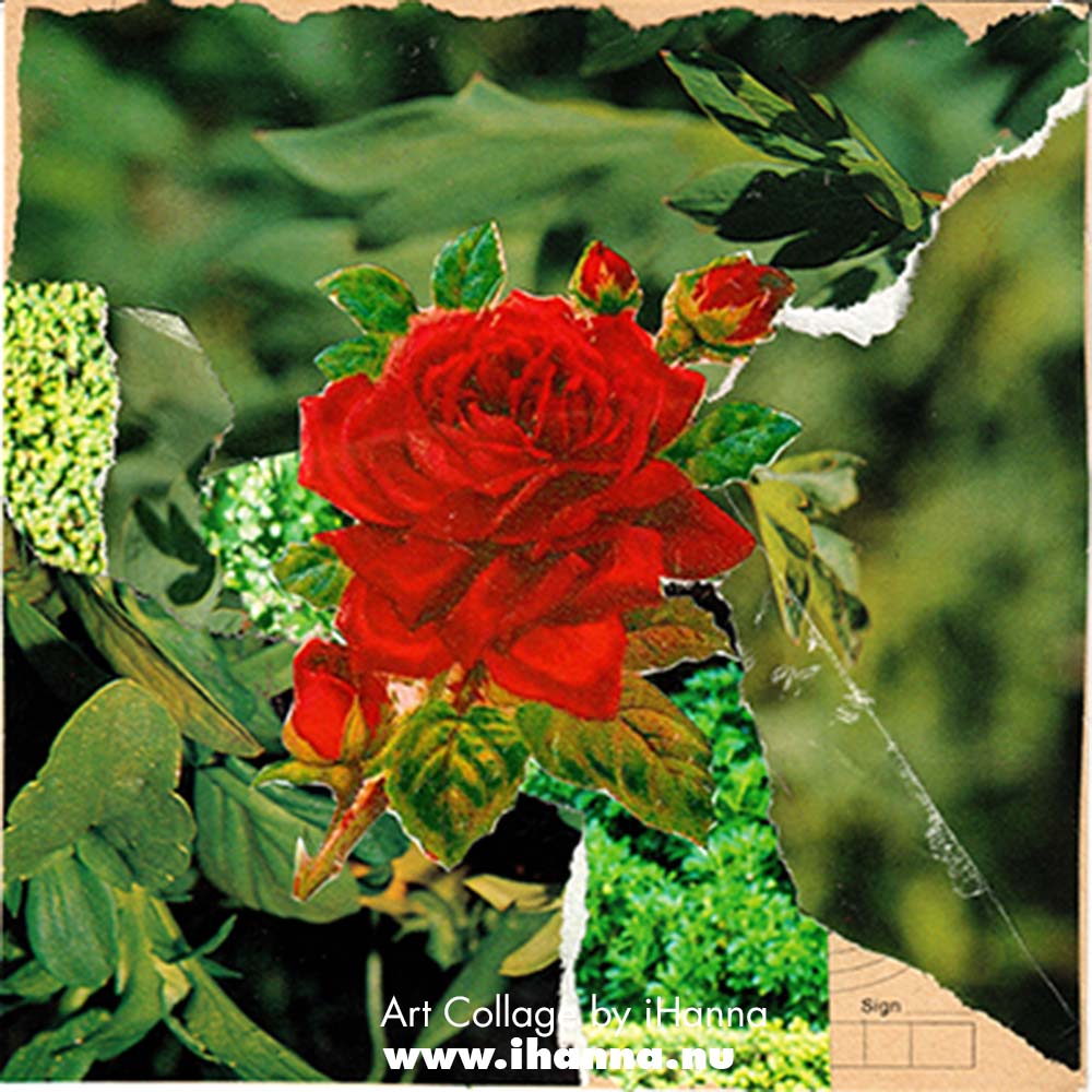 Square collage by iHanna with colorful patterned paper background and a red rose for week 8 of the 365 collages 2025 (Copyright Hanna Andersson)