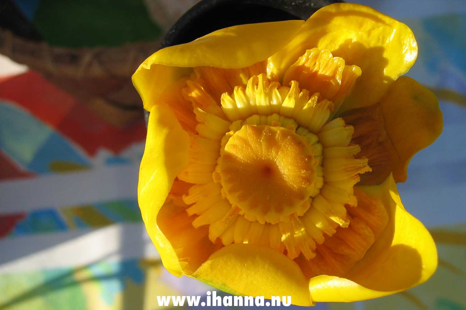 Yellow bud of a water lily in Sweden photographed by iHanna (Photo copyright H. Andersson)