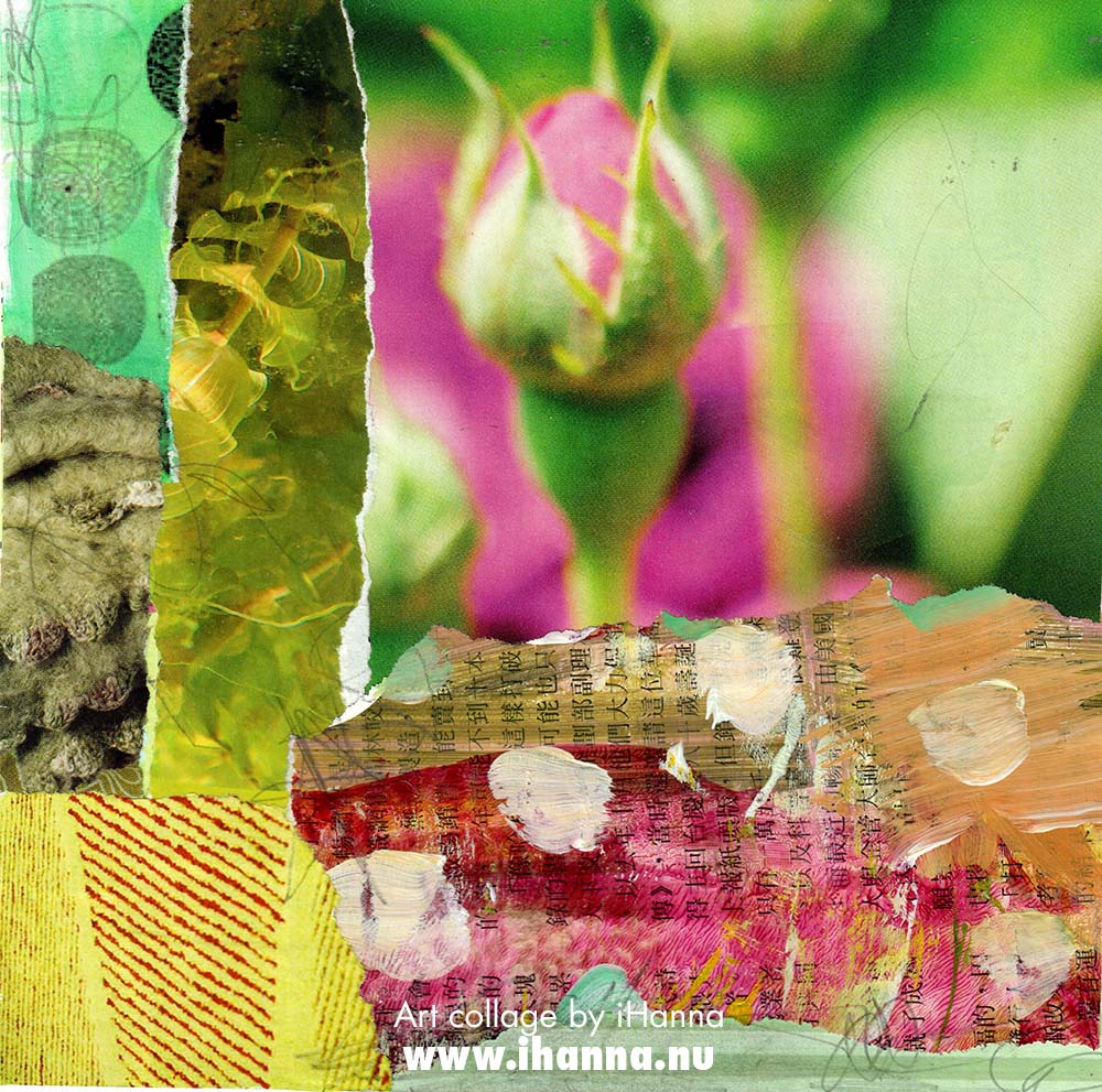 Darling bud of June Square art collage by iHanna in the series 365 collages in 2025 (Copyright H. Andersson)