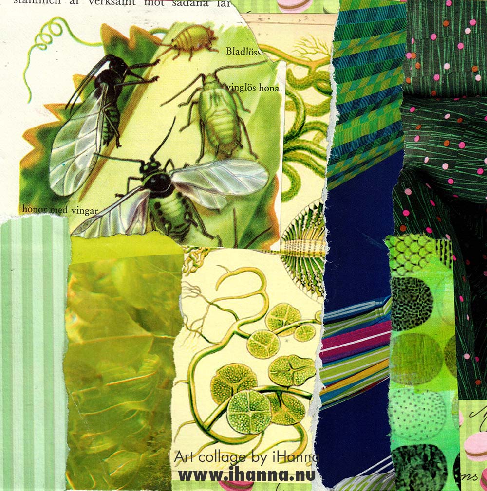 Green Square art collage by iHanna in the series 365 collages in 2025 (Copyright H. Andersson)