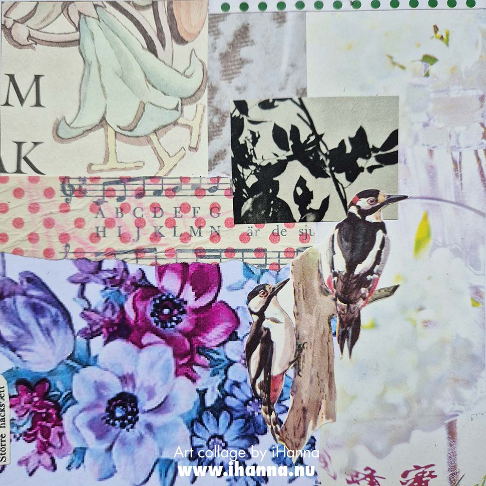 Square daily collage number 180 Pair of Great Spotted Birdies - made in the series 365 Collages in 2025 by iHanna (Copyright Hanna Andersson)