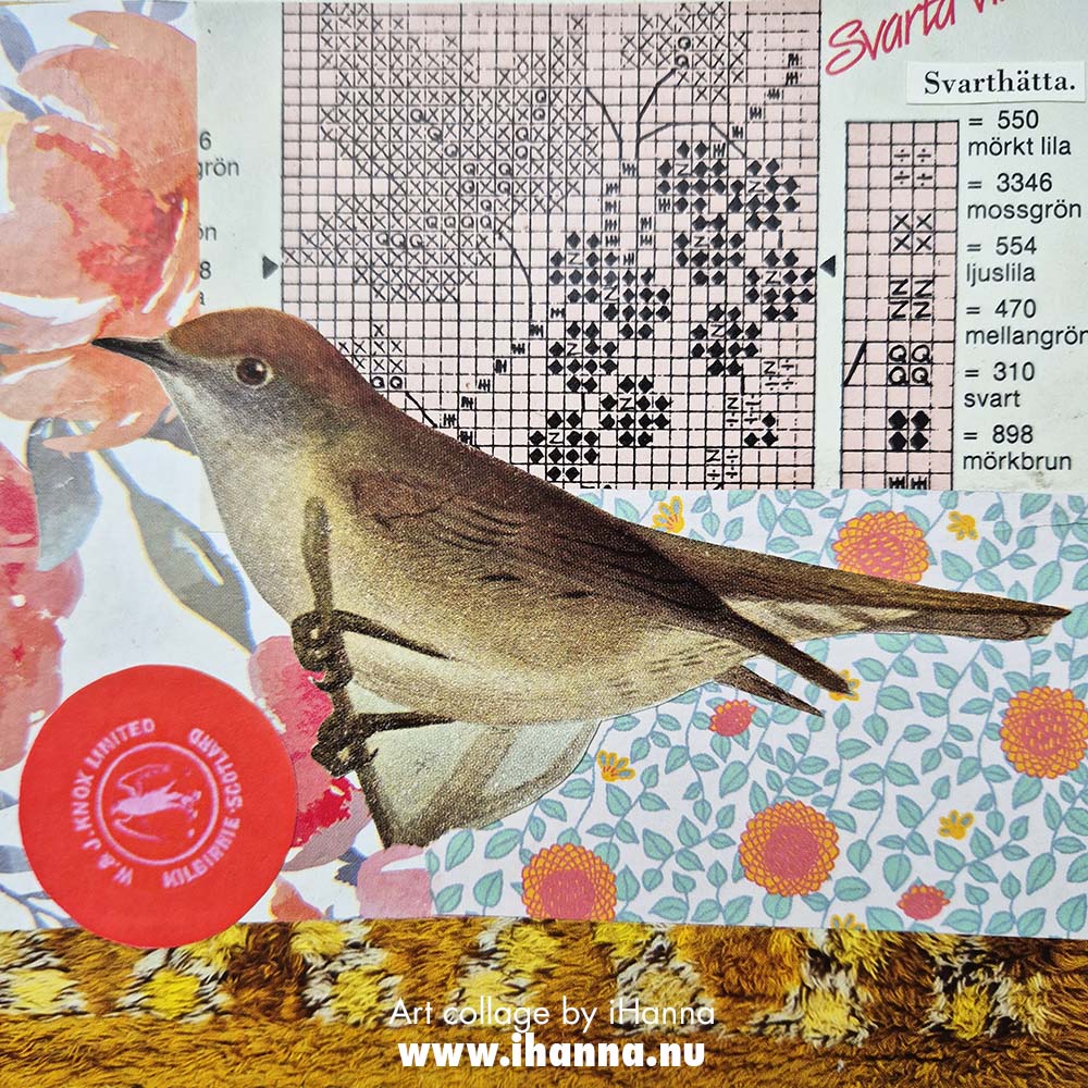 Collage number 224 224. Black Currants and bird the series 365 collages in 2025 by iHanna (Copyright H. Andersson)